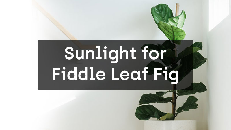 Fiddle Leaf Fig Sunlight Requirements