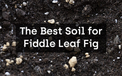 The Best Soil for Fiddle Leaf Fig: A Complete Guide
