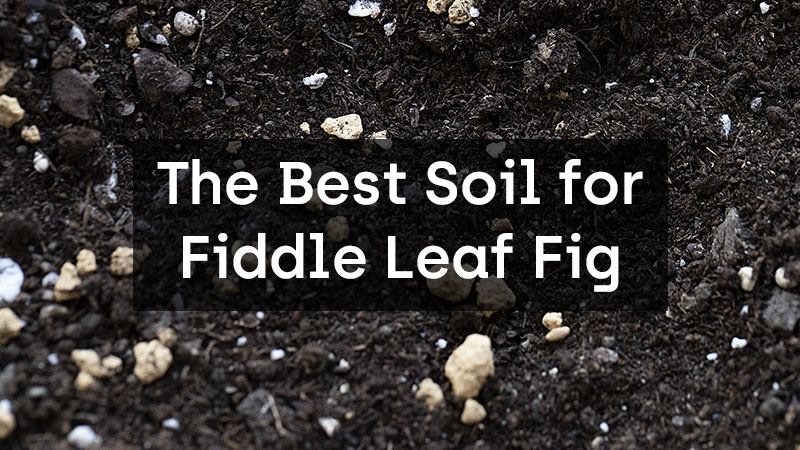 The Best Soil for Fiddle Leaf Fig