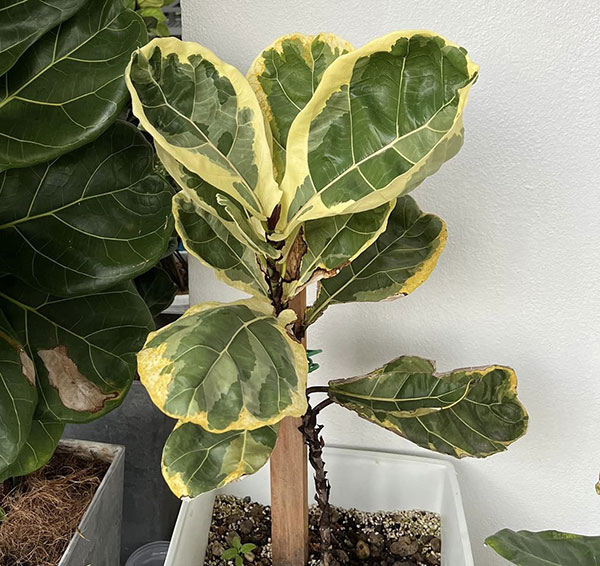 Variegated fiddle leaf fig plant