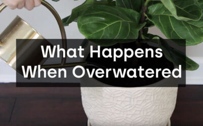 What Happens When You Overwatered a Fiddle Leaf Fig Tree