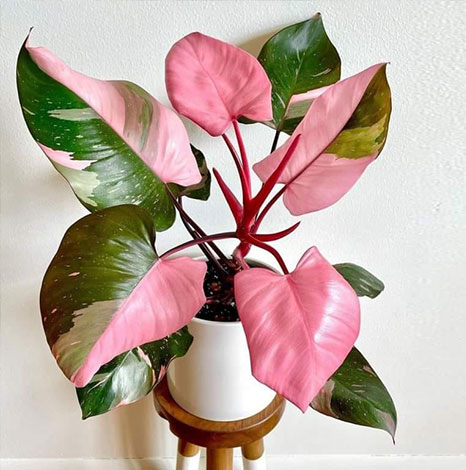 What is Pink Princess Philodendron