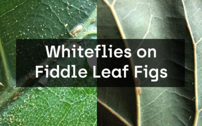 How to Control Whiteflies on Fiddle Leaf Figs