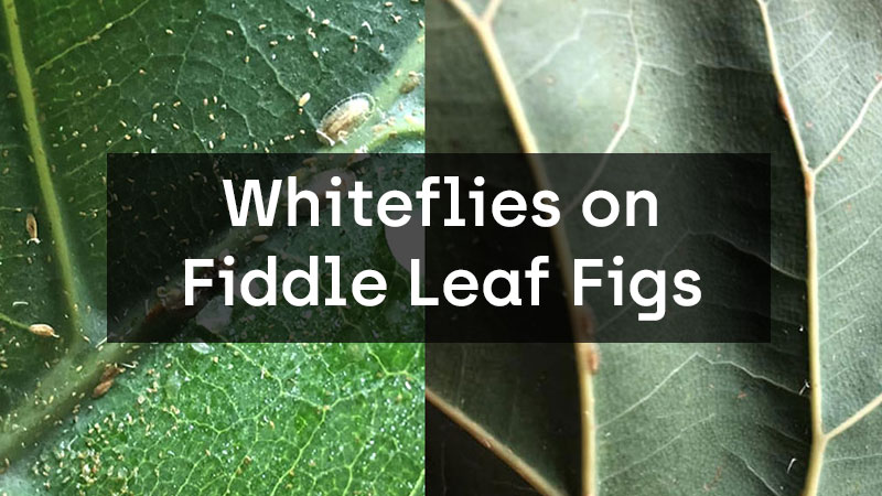 Whiteflies on Fiddle Leaf Figs