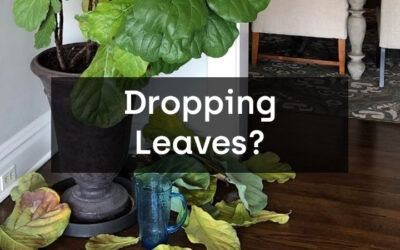 Why Is My Fiddle Leaf Fig Dropping Leaves