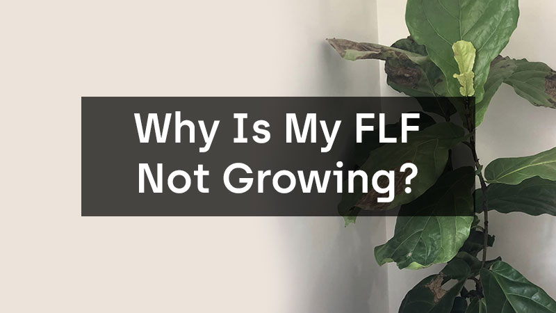 Why Is My Fiddle Leaf Fig Not Growing?