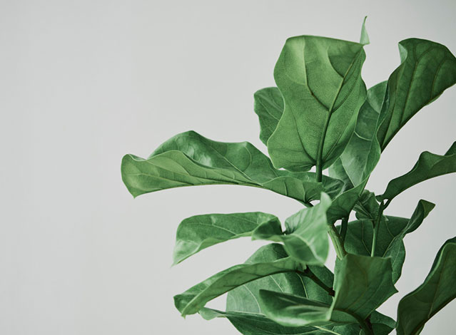 best light for fiddle leaf fig