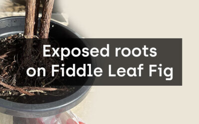 Tackling Exposed Roots on Fiddle Leaf Fig