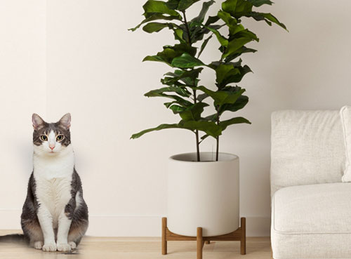 Fiddle leaf fig and cat