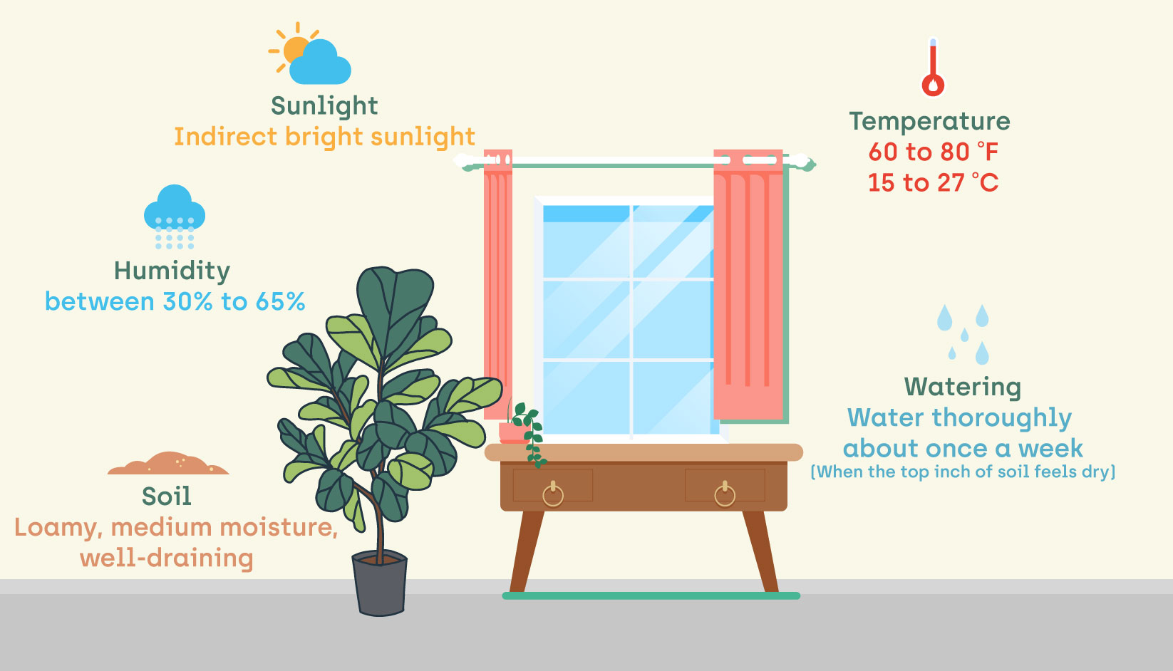 Complete Guide to Fiddle Leaf Fig Care