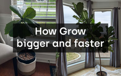 How to Make a Fiddle Leaf Fig grow faster