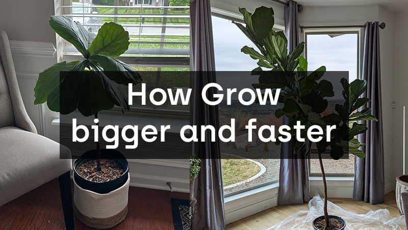 grow bigger and faster