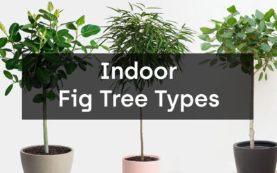 Indoor Fig Tree Types: Adding Greenery and Elegance to Your Home